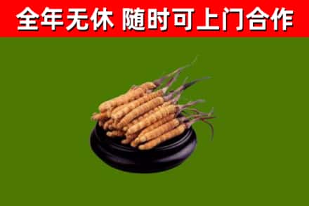 裕安回收冬虫夏草